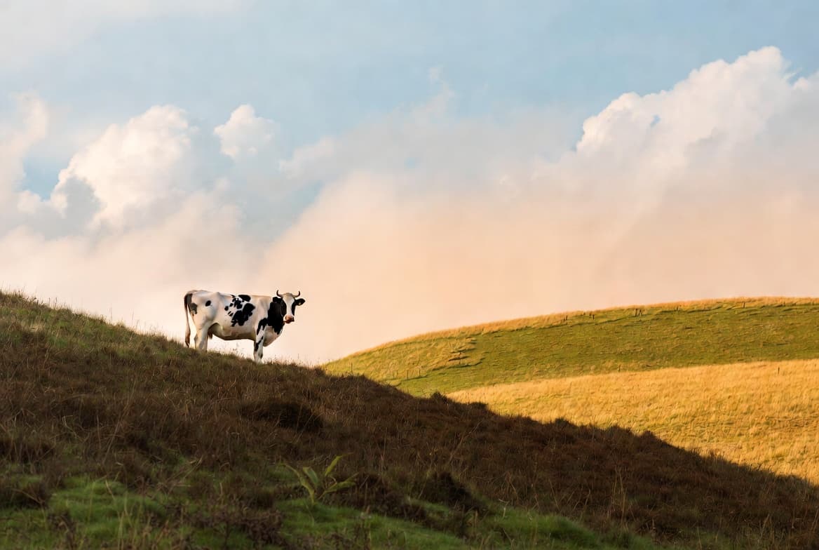 Pastoral dairy farm scene